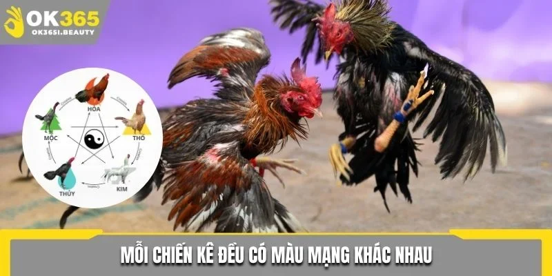 Mỗi chiến kê đều có màu mạng gà đá khác nhau