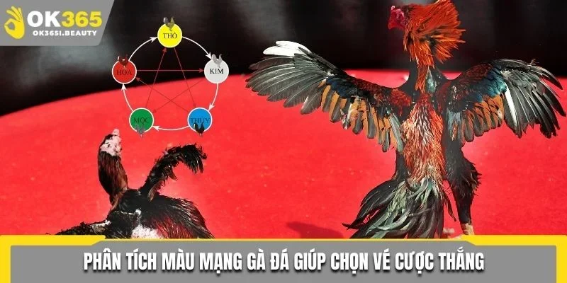 Phân tích màu mạng gà đá giúp chọn vé cược thắng
